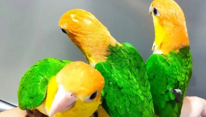 Caique Parrot Eggs For Sale