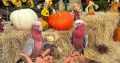 Parrot Eggs For Sale Near Me