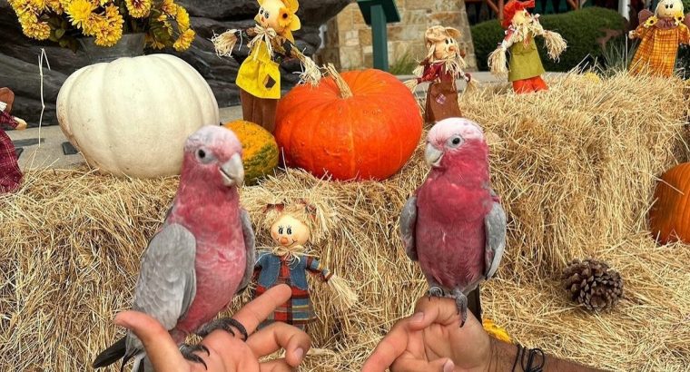 Parrot Eggs For Sale Near Me