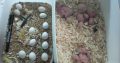Healthy Fertile Parrot Eggs For Sale