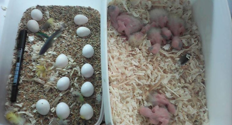 Parrot Eggs For Sale Near Me