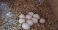 Hight Quality Fertile Parrot Eggs For Sale