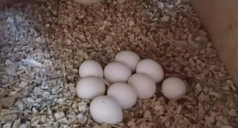 Hight Quality Fertile Parrot Eggs For Sale