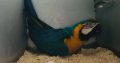 Hight Quality Fertile Parrot Eggs For Sale