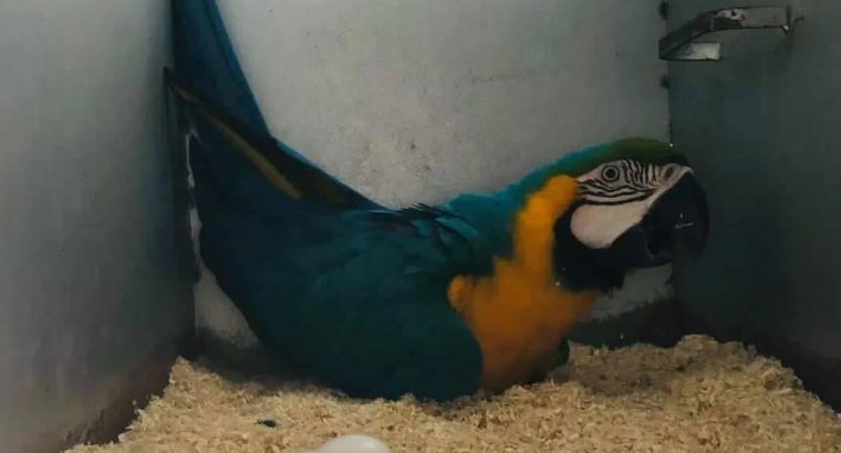 Hight Quality Fertile Parrot Eggs For Sale