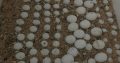 Healthy Fertile Parrot Eggs For Sale