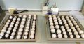Hight Quality Fertile Parrot Eggs For Sale