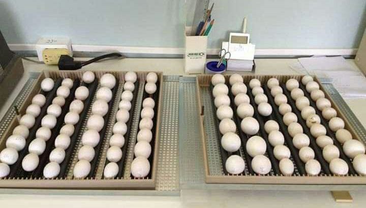 Hight Quality Fertile Parrot Eggs For Sale