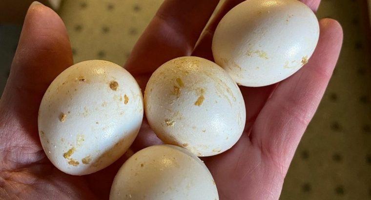 Caique Parrot Eggs For Sale
