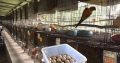 Grade A Fertile Parrot Eggs For Sale
