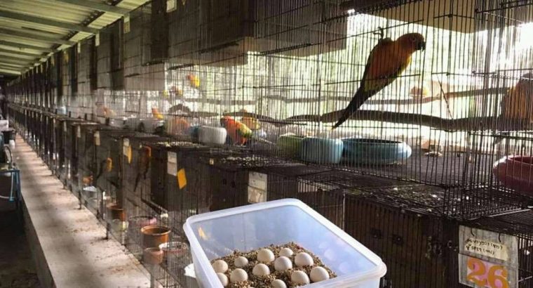 Grade A Fertile Parrot Eggs For Sale