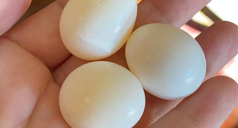 Caique Parrot Eggs For Sale