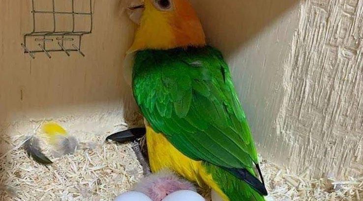 Grade A Fertile Parrot Eggs For Sale