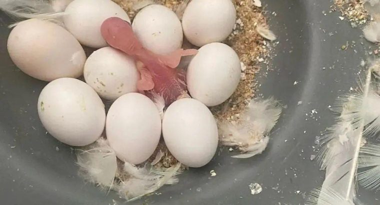 Healthy Fertile Parrot Eggs For Sale