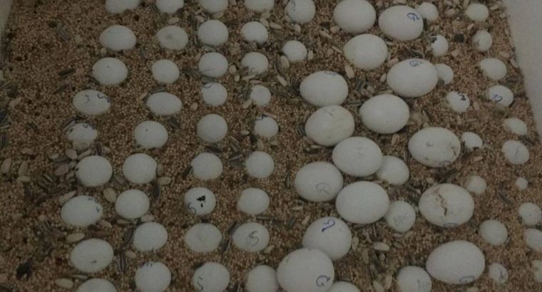 Parrot Eggs For Sale Near Me