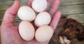 Hight Quality Fertile Parrot Eggs For Sale