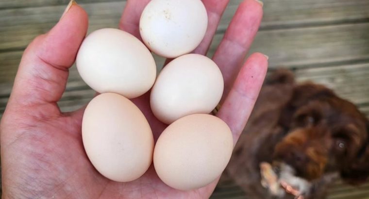 Hight Quality Fertile Parrot Eggs For Sale