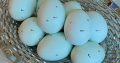 Grade A Fertile Parrot Eggs For Sale