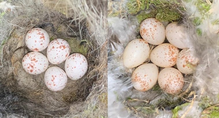 Healthy Fertile Parrot Eggs For Sale