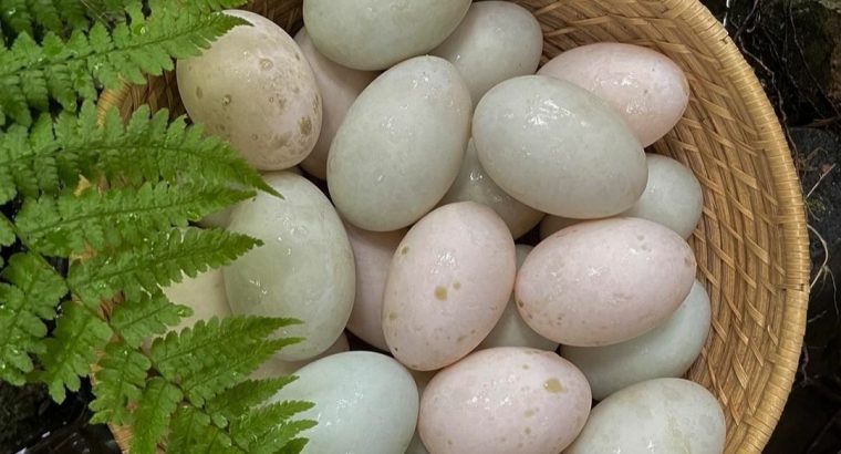 Grade A Fertile Parrot Eggs For Sale