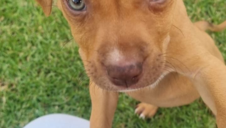 Pit Bull Puppies