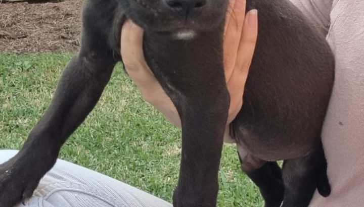 Pit Bull Puppies