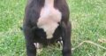 Pit Bull Puppies