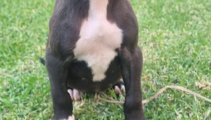 Pit Bull Puppies