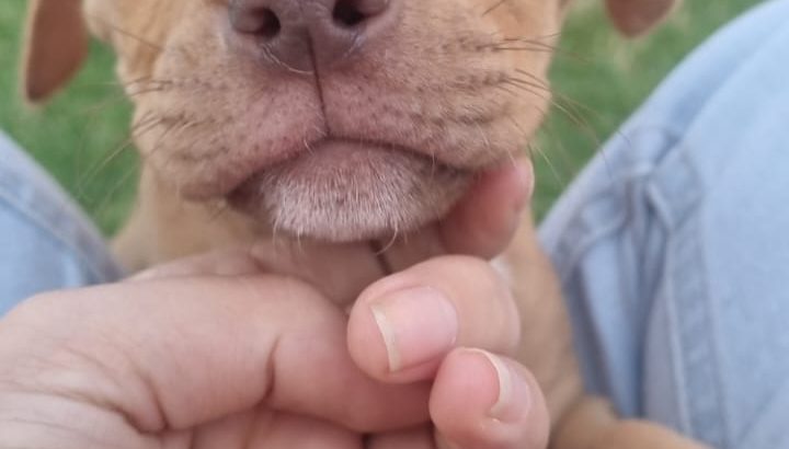 Pit Bull Puppies