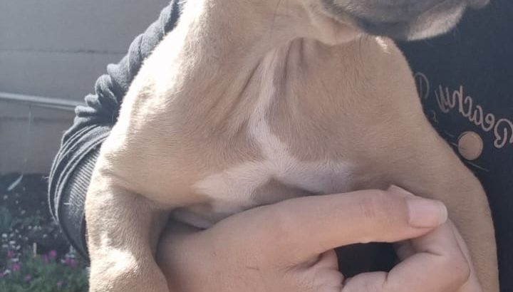 Pit Bull Puppies