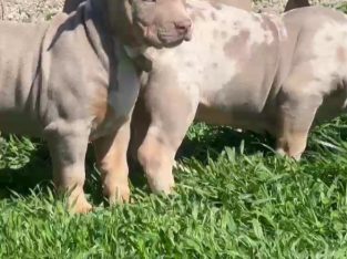 American bully puppies