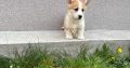Welsh corgi pembroke puppies for sale