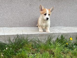 Welsh corgi pembroke puppies for sale