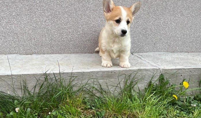 Welsh corgi pembroke puppies for sale