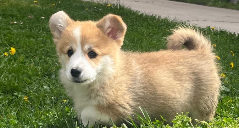 Welsh corgi pembroke puppies for sale