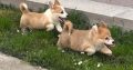 Welsh corgi pembroke puppies for sale