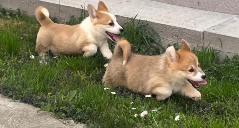 Welsh corgi pembroke puppies for sale
