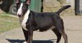 Mini Bull Terrier puppies