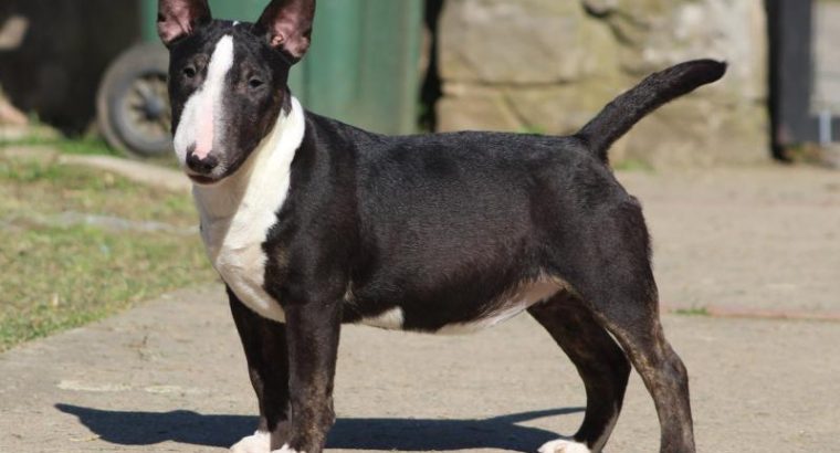 Mini Bull Terrier puppies