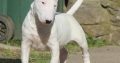 Mini Bull Terrier puppies
