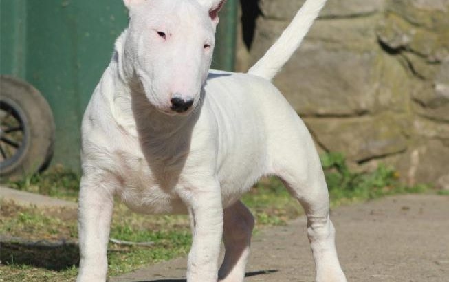 Mini Bull Terrier puppies
