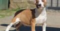 Mini Bull Terrier puppies