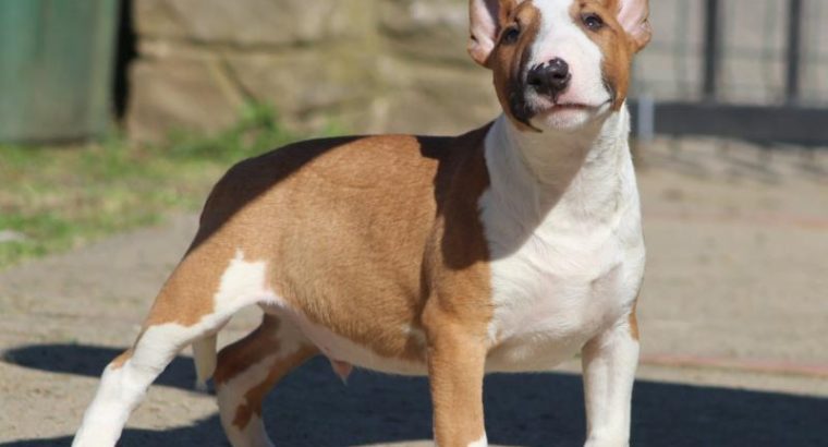 Mini Bull Terrier puppies