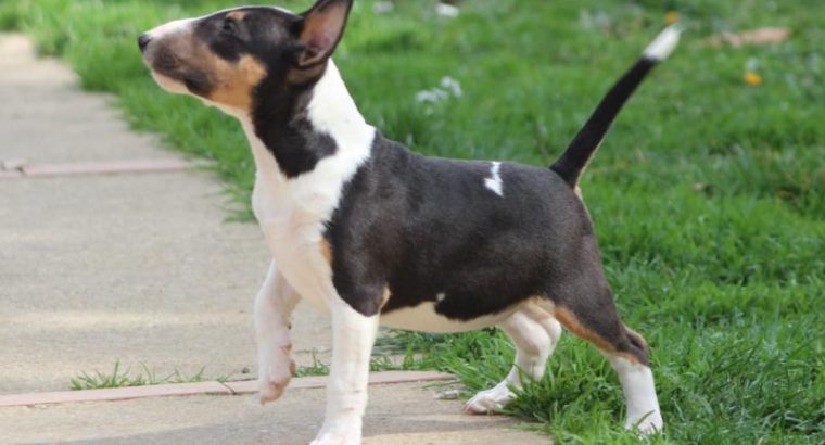Mini Bull Terrier puppies
