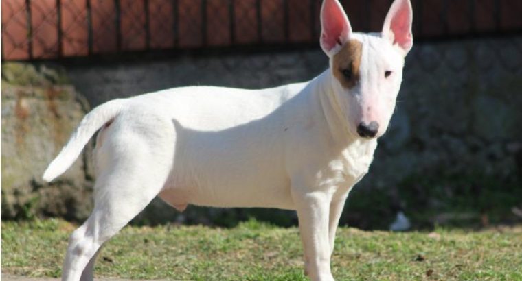 Mini Bull Terrier puppies