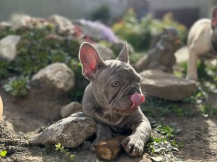 French Bulldog puppies for sale