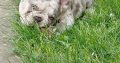French Bulldog puppies for sale