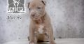 American pit bull terrier puppies
