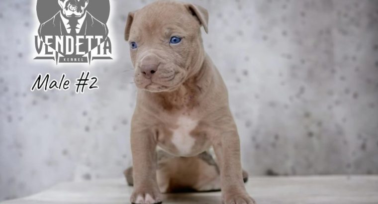 American pit bull terrier puppies