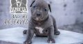 American pit bull terrier puppies